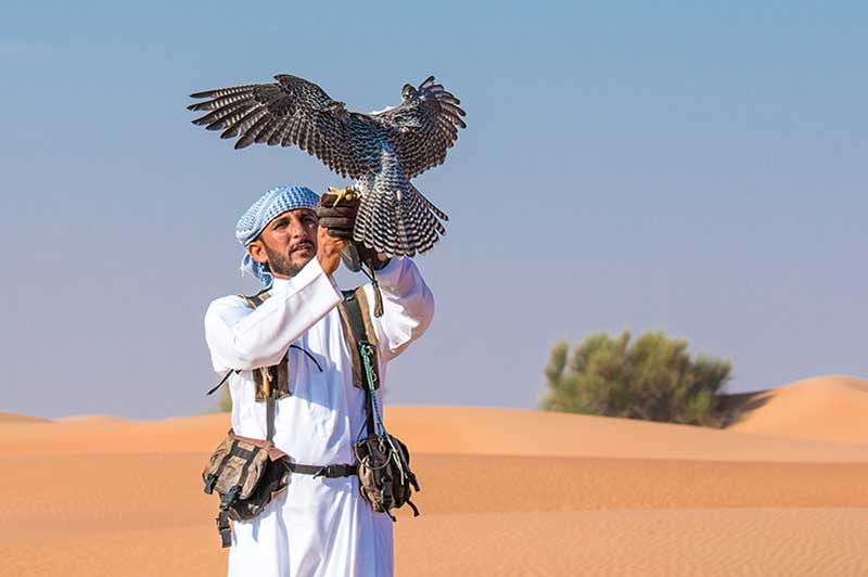 Falconry In Dubai