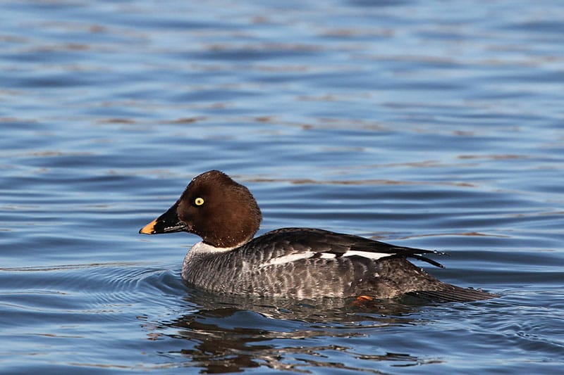 Female Goldeneye