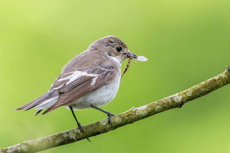 Female Pied Flycatcher