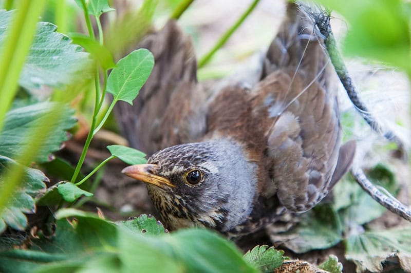 Fieldfare Caught In Netting