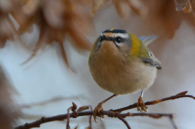 Firecrest