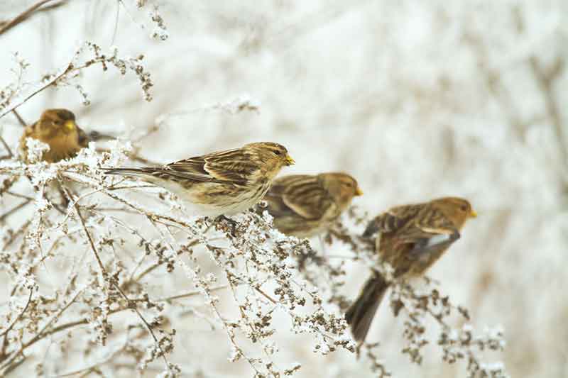 Flock Of Twites