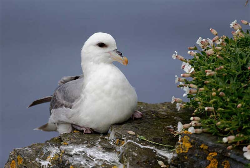 Fulmar