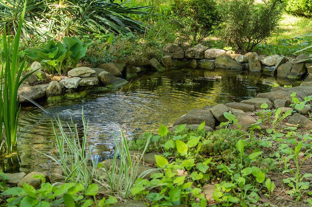 Garden Pond