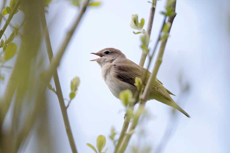 Garden Warbler