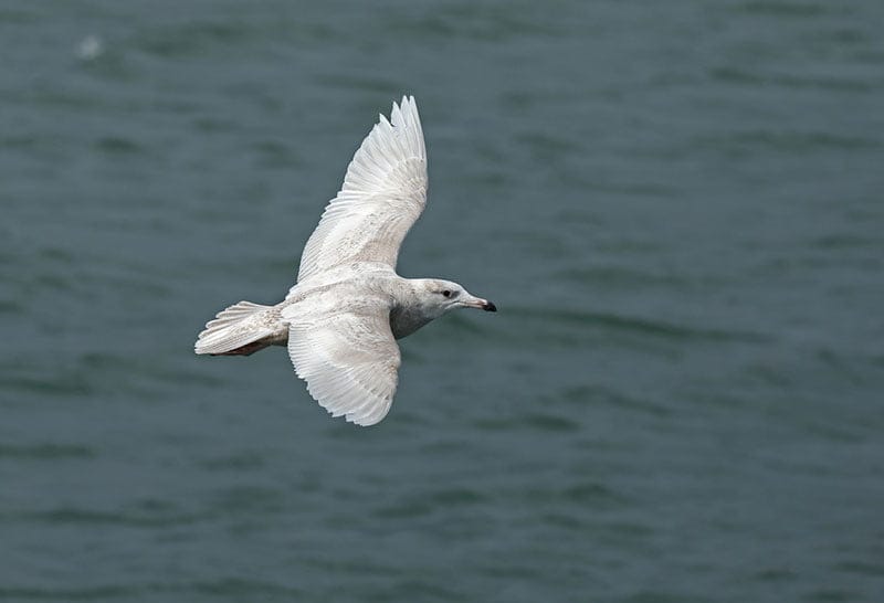Glaucous Gull