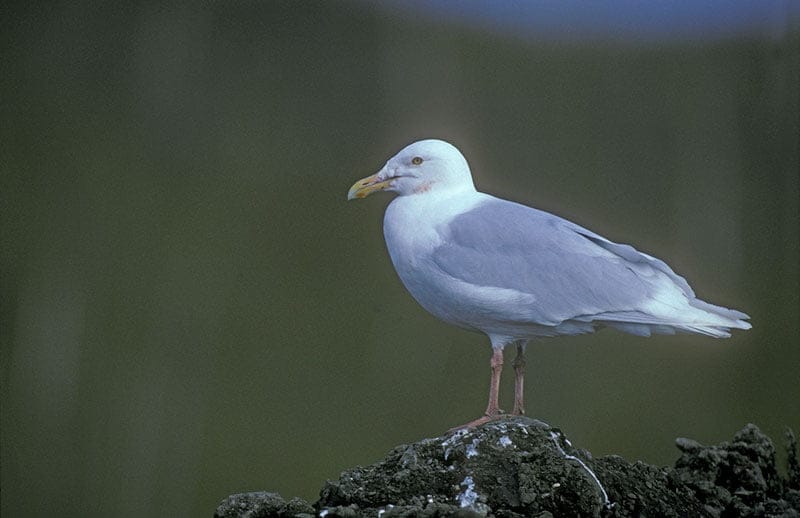 Glaucous Gull