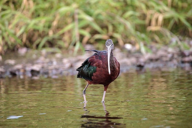 Glossy Ibis