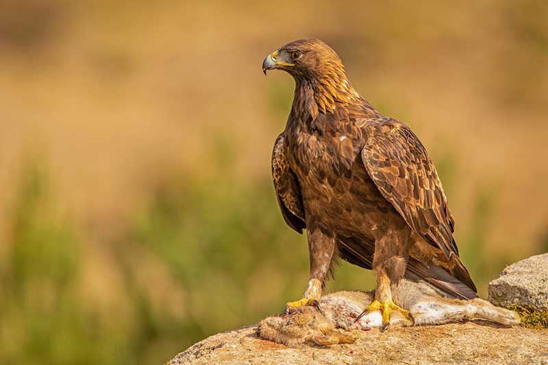 Golden Eagle
