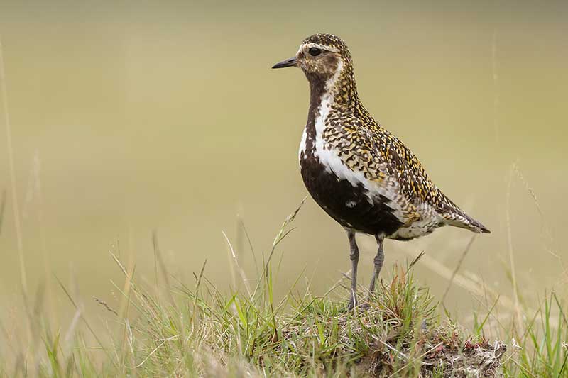 Golden Plover