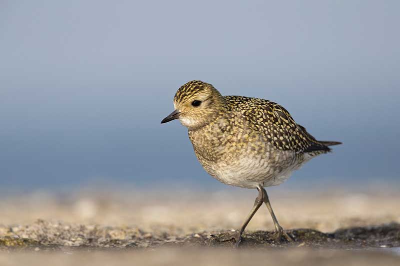 Golden Plover