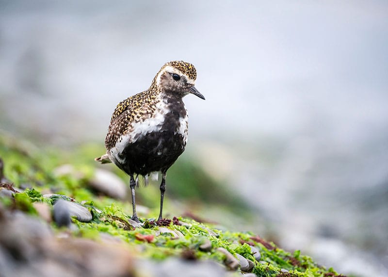 Golden Plover