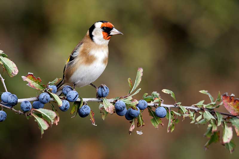 Goldfinch