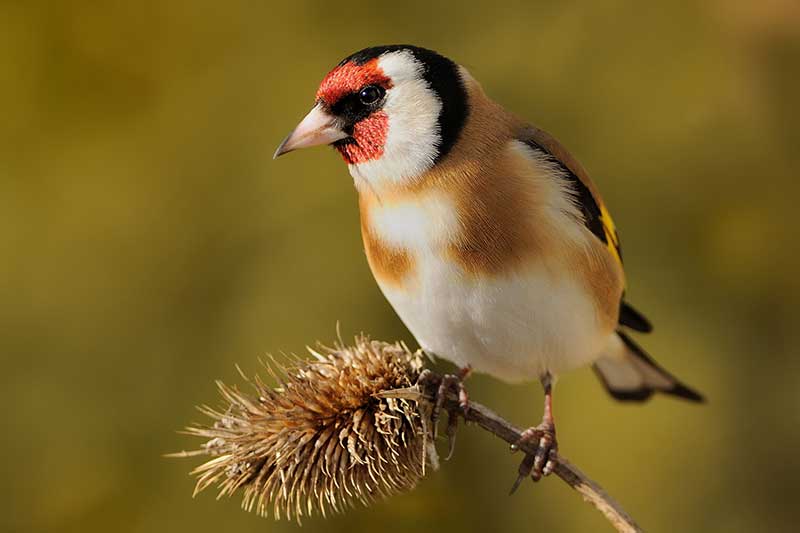 Goldfinch