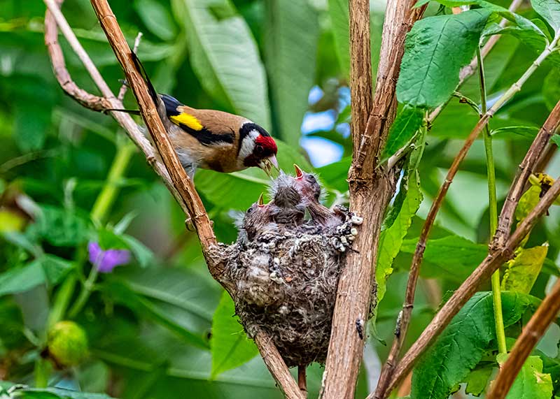 Goldfinch At Its Nest