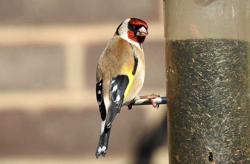 Goldfinch Eating Niger Seed