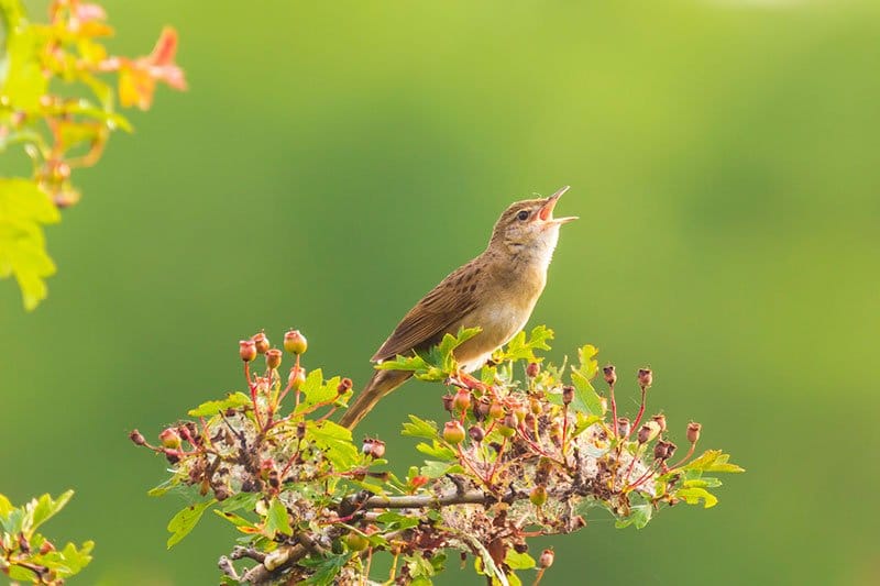 Grasshopper Warbler