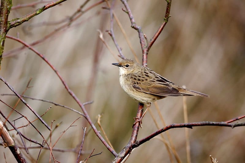 Grasshopper Warbler