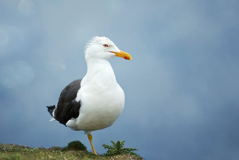Great Black-Backed Gull