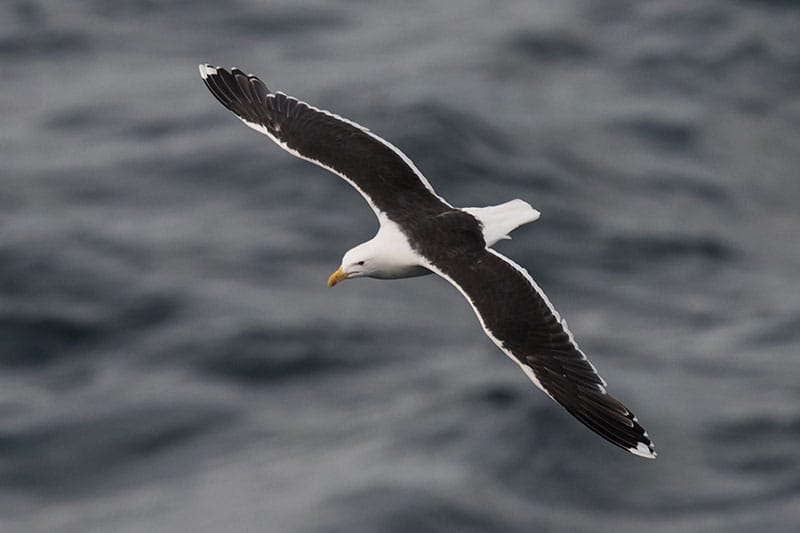 Great Black-Backed Gull