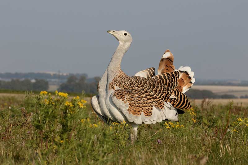 Great Bustard