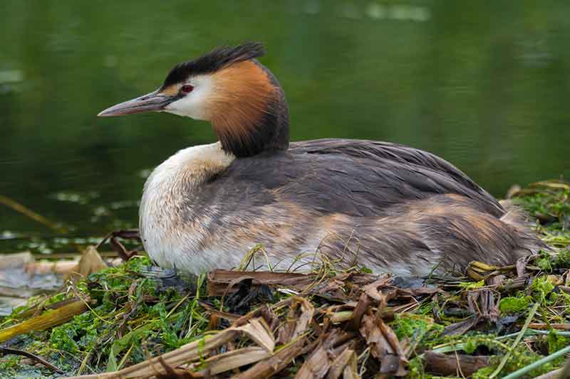 Great Crested Grebe