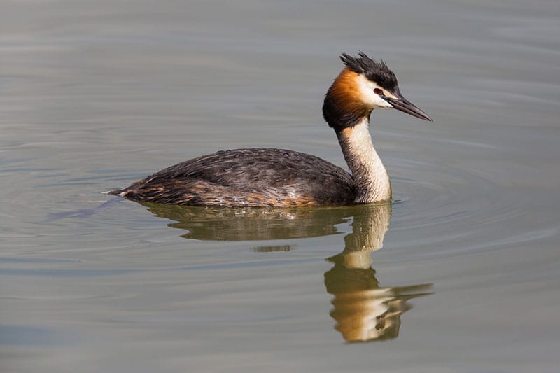 Great Crested Grebe