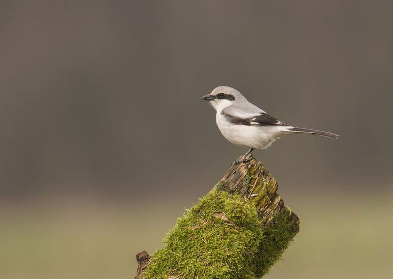 Great Grey Shrike