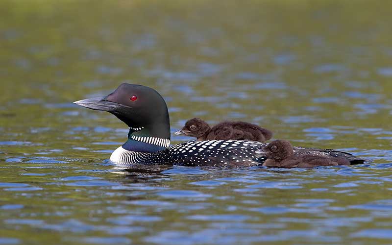 Great Northern Diver