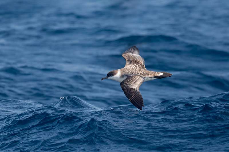 Great Shearwater