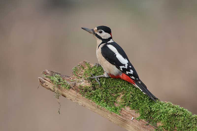 Great Spotted Woodpecker