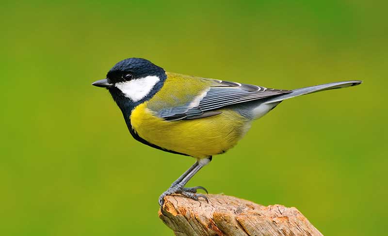 Great Tit