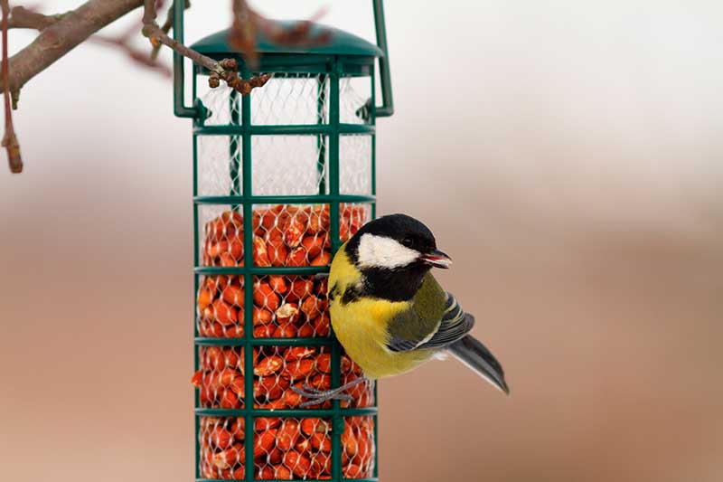 Great Tit At Bird Feeder