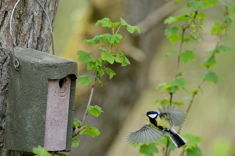 Great Tit Flying Into A Nest Box
