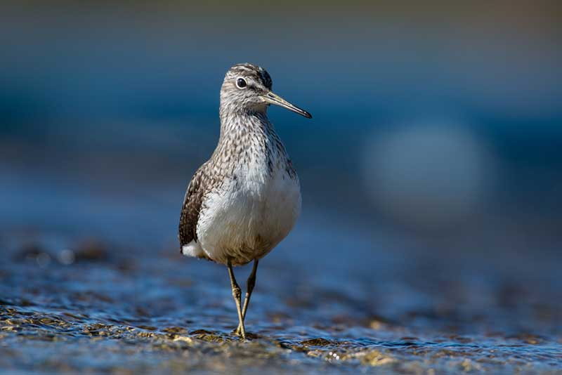 Green Sandpiper