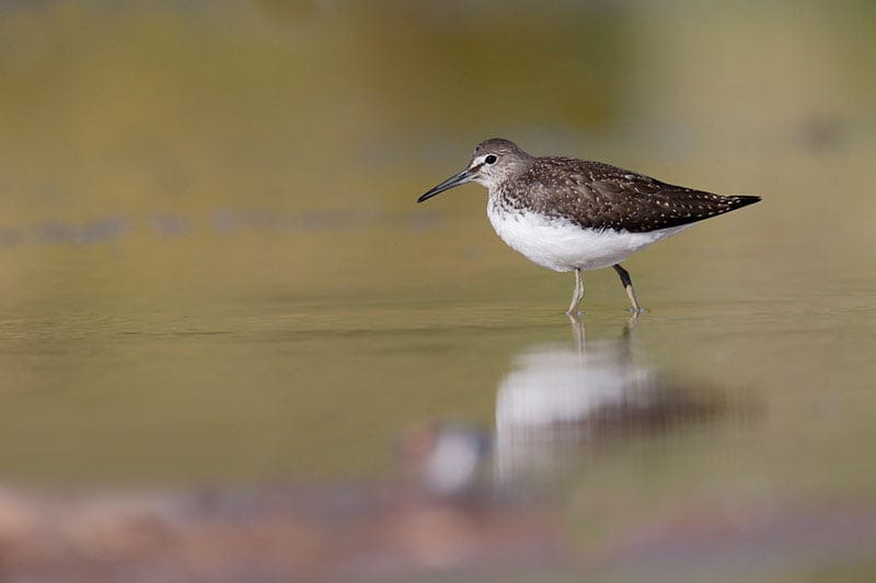 Green Sandpiper