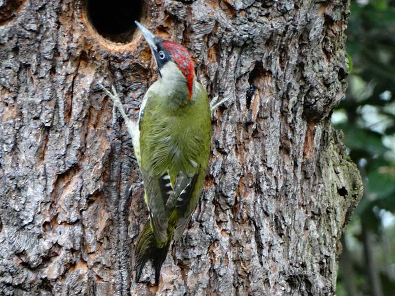 Green Woodpecker