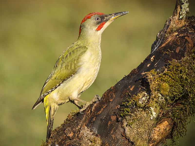 Green Woodpecker