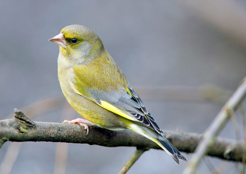 Greenfinch