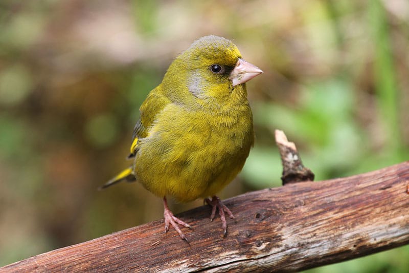 Greenfinch