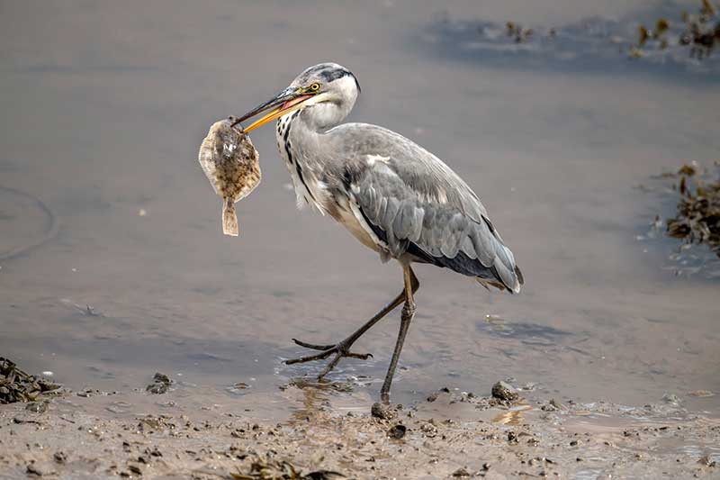 Grey Heron