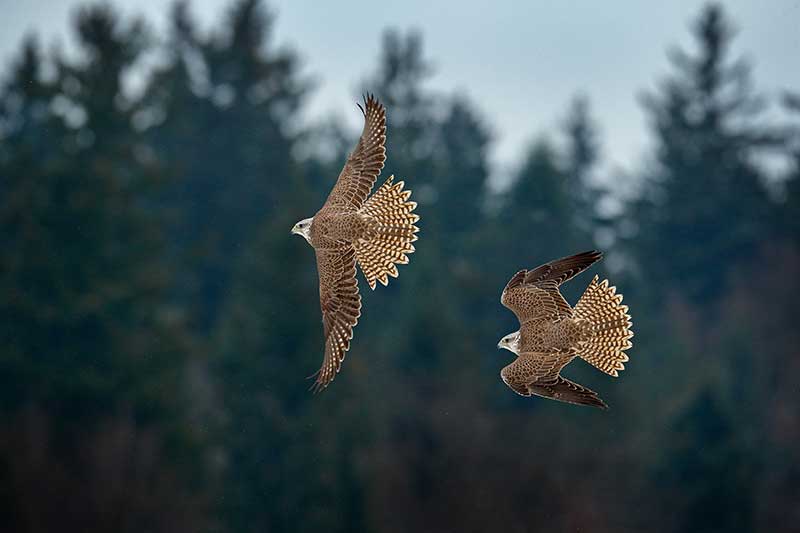 Gyrfalcons