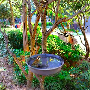 Hanging Bird Bath