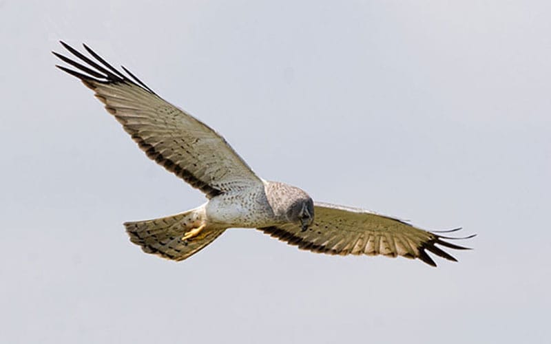 Hen Harrier