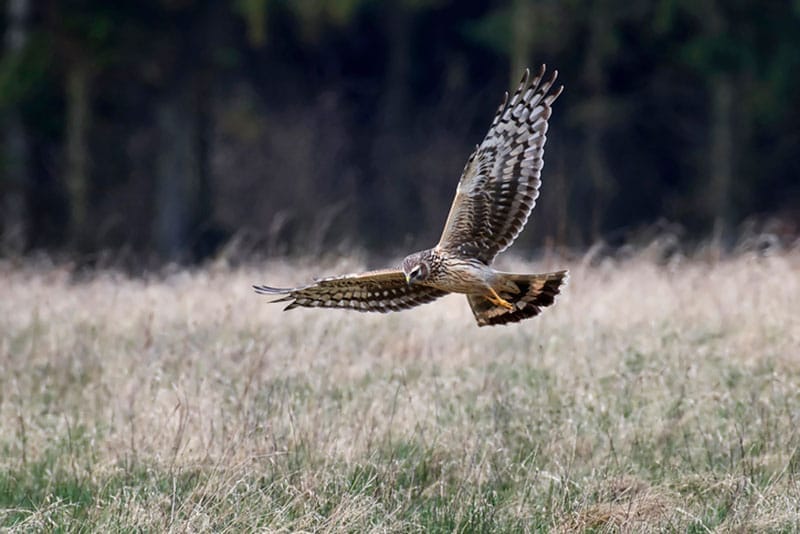 Hen Harrier