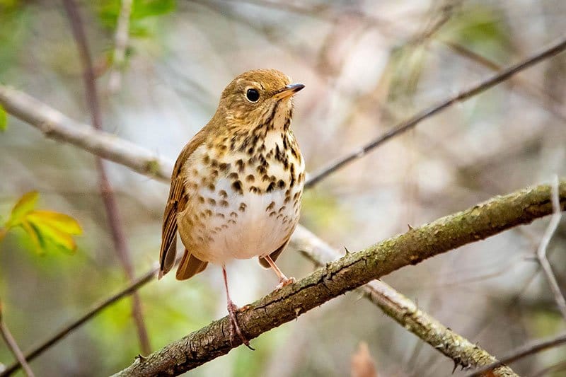 Hermit Thrush