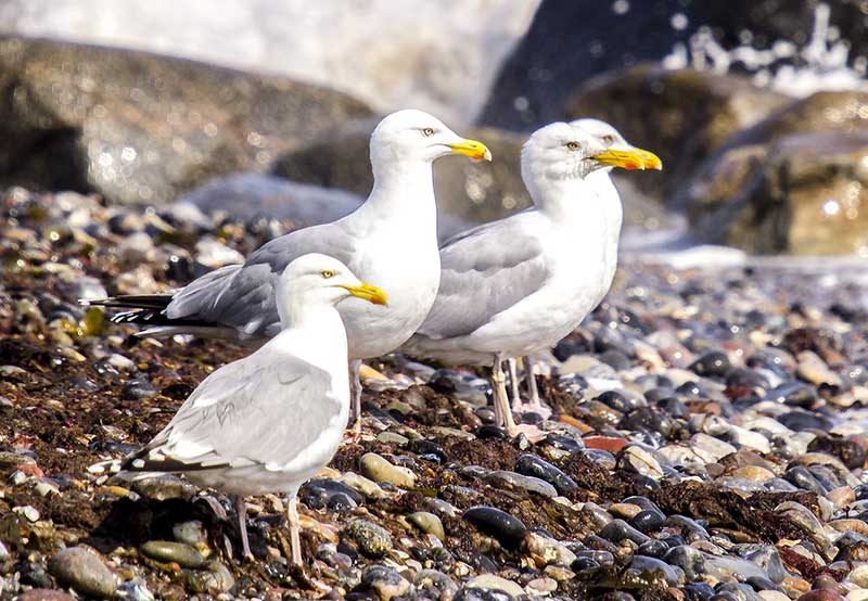 Herring Gulls