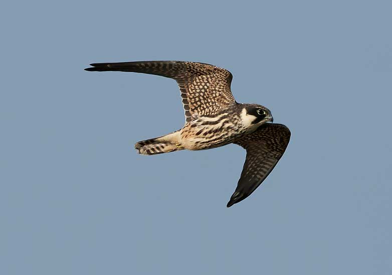 Hobby