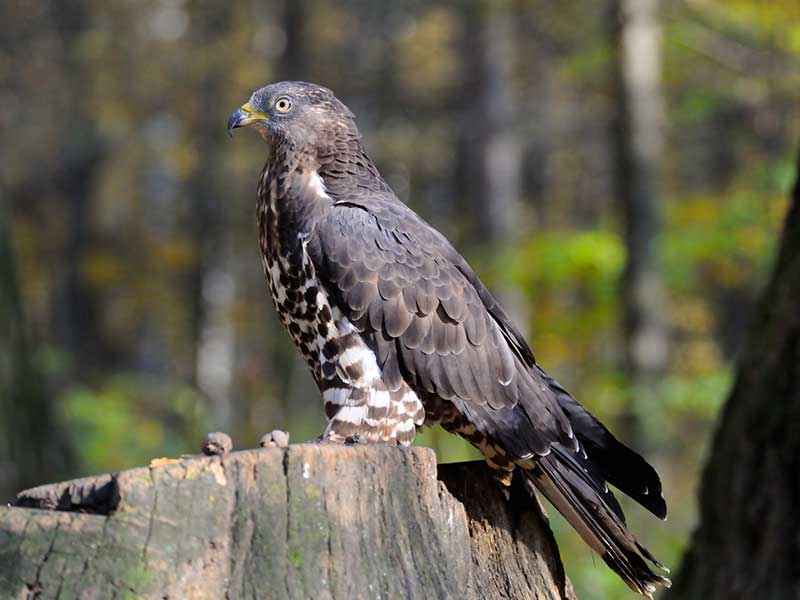 Honey Buzzard