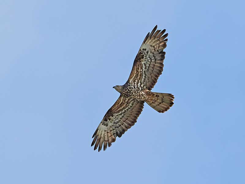 Honey Buzzard